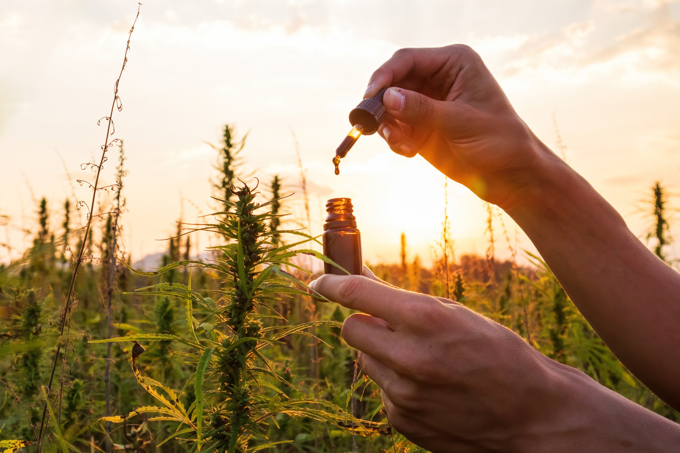 Man holding Cbd oil bottle